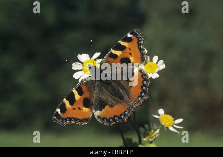 Kleiner Fuchs - Nymphalis urticae Stockfoto