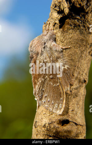 Hummer-Moth - Stauropus fagi Stockfoto