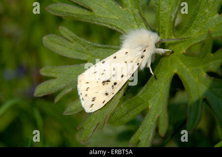 Weiße Hermelin - Spilosoma lubricipeda Stockfoto
