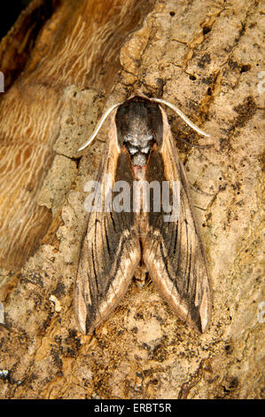 Liguster Hawk-Moth - Sphinx ligustri Stockfoto