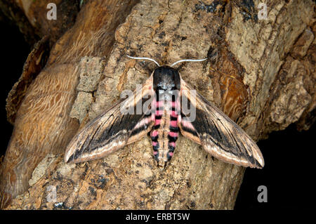 Liguster Hawk-Moth - Sphinx ligustri Stockfoto
