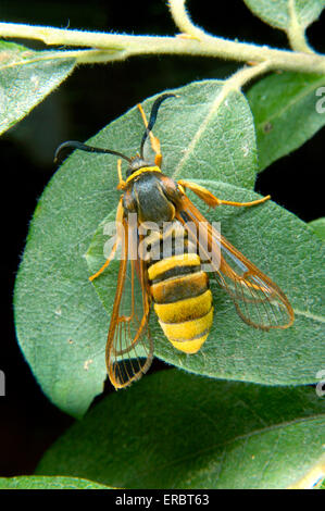 Lunare Hornet Moth - Sesia bembeciformis Stockfoto