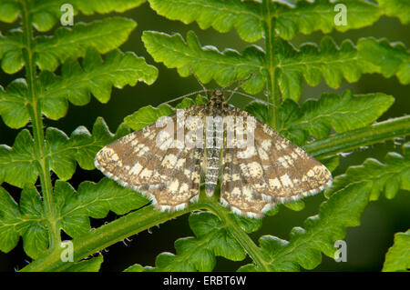 Vergitterte Heide - Chiasmia clathrata Stockfoto