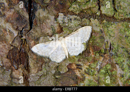 Kleinen Fan-Foot Wave - Idaea biselata Stockfoto