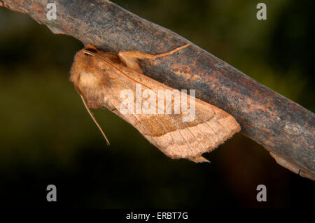 Rosig rustikal - Hydraecia micacea Stockfoto