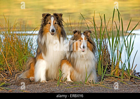 Zwei Shetland Sheepdogs See Ufer Stockfoto