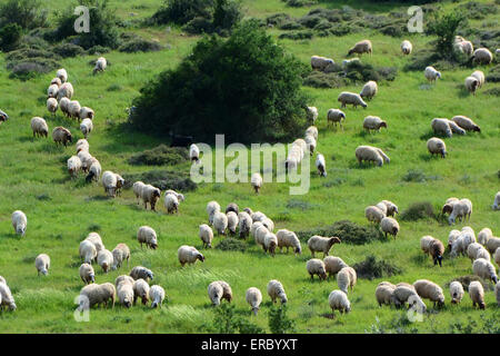 Herde von Schafen Stockfoto