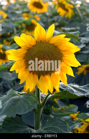 Sonnenblumen im Feld Stockfoto