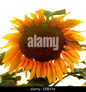 Sonnenblume Closeup Stockfoto