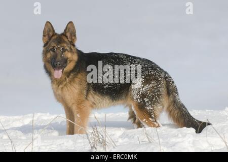 Deutscher Schäferhund im Schnee Stockfoto