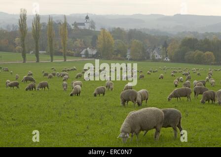 Herde von Schafen Stockfoto