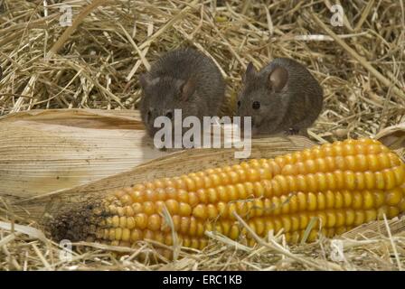 Maus frisst Maiskolben Stockfoto