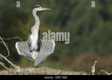 Graureiher Stockfoto