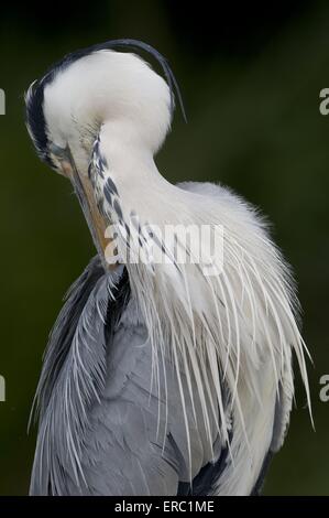 Graureiher Stockfoto