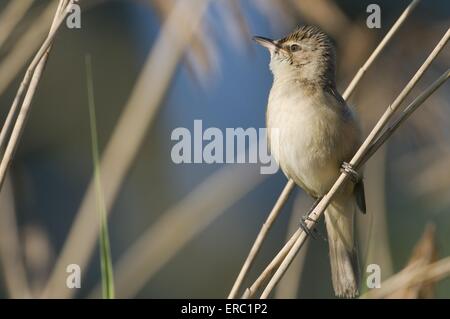 großen Rohrsänger Stockfoto