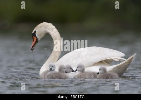 Höckerschwäne Stockfoto