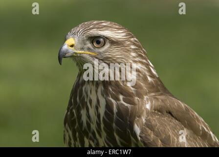 gemeinsamen Bussard-Porträt Stockfoto