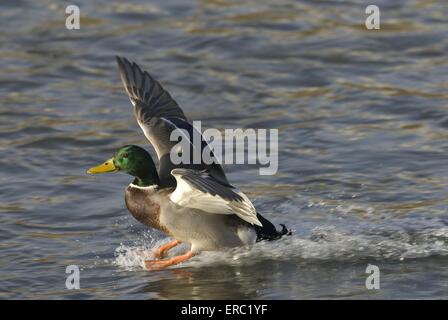 Landung Stockente Stockfoto