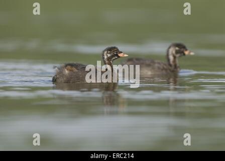 junge Duckenten Stockfoto