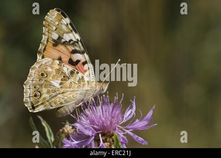 Distelfalter Schmetterling Stockfoto