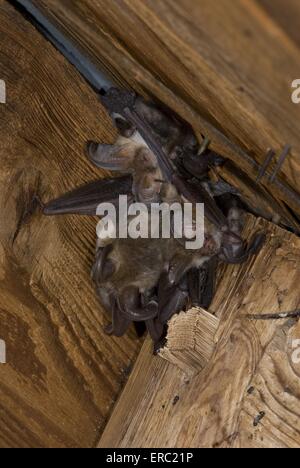 gemeinsamen langohrige Fledermaus Stockfoto