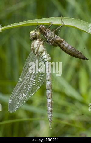 südlichen hawker Stockfoto