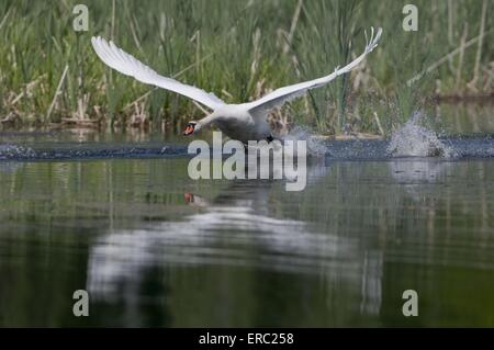 Höckerschwan Stockfoto