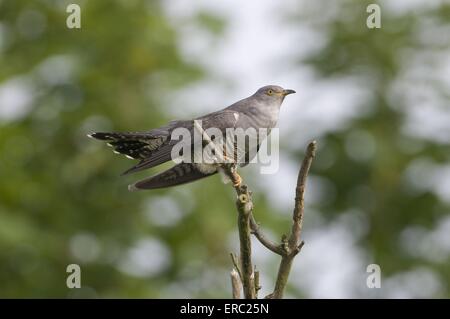 gemeinsamen Kuckuck Stockfoto