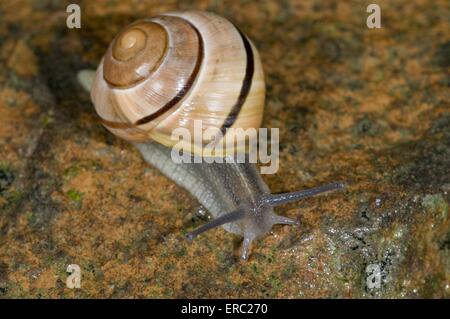 Weißlippen-Schnecke Stockfoto