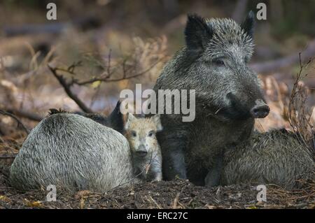 wilde Schweine Stockfoto