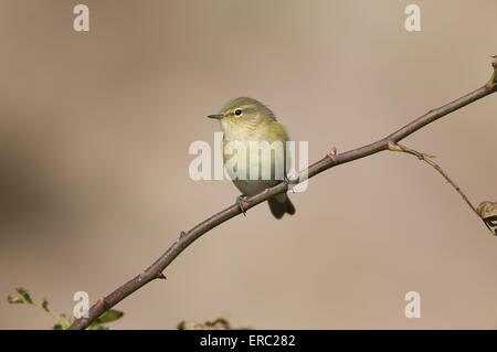 gemeinsamen Zilpzalp Stockfoto