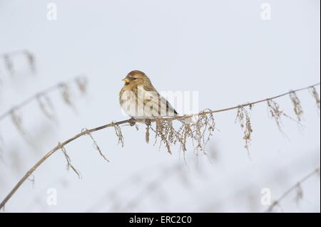 gemeinsame redpoll Stockfoto