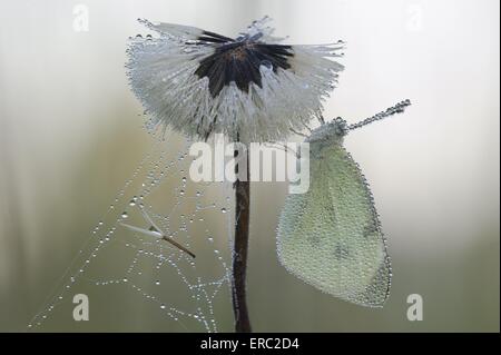 großer weißer Schmetterling Stockfoto