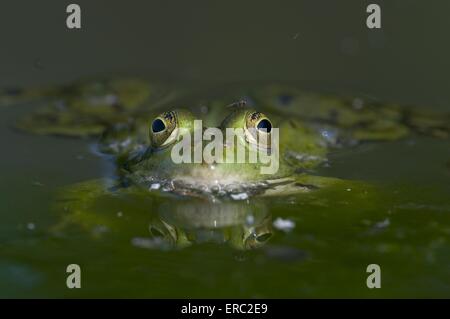Wasser-Frosch Stockfoto