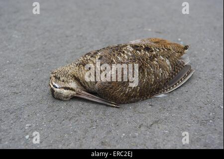 Tote Waldschnepfe Stockfoto