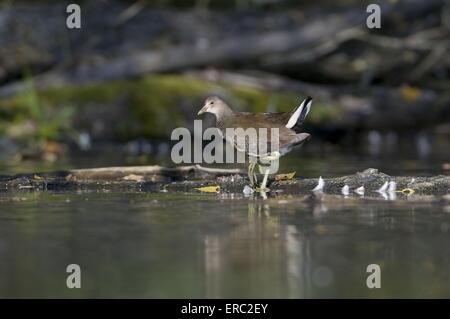 gemeinsame gallinule Stockfoto