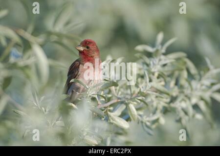 gemeinsame rosefinch Stockfoto