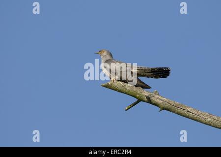 Eurasische Kuckuck Stockfoto