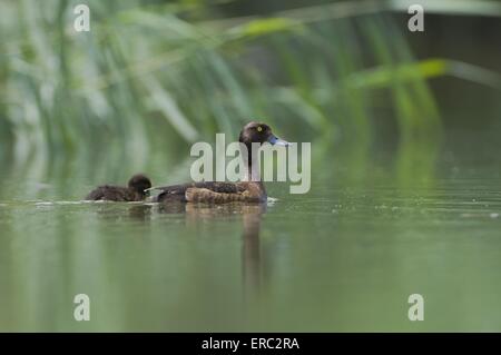 Tufted ducks Stockfoto