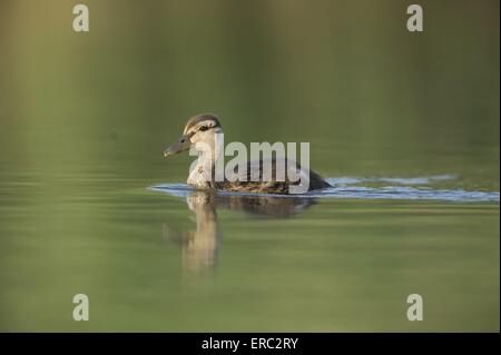 gemeinsamen Tafelenten Stockfoto