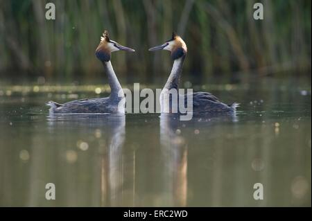 Great crested Haubentaucher Stockfoto