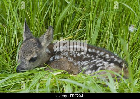 Reh-Kind Stockfoto