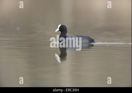 Eurasische schwarze Wasserhuhn Stockfoto