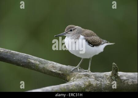 Flussuferläufer Stockfoto