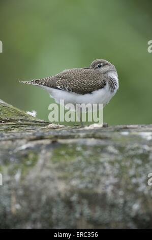 Flussuferläufer Stockfoto