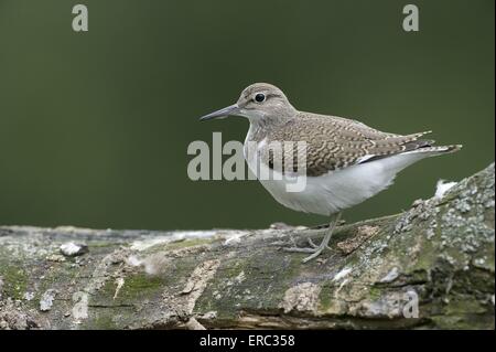 Flussuferläufer Stockfoto