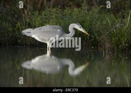 Graureiher Stockfoto