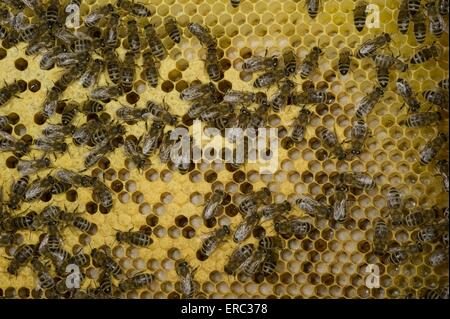 europäischen Bienen Stockfoto