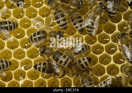 europäischen Bienen Stockfoto