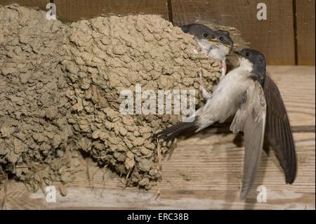 gemeinsamen Mehlschwalben Stockfoto